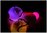 LED blinkende POI POIs Kugel an Band Ball Jonglieren Kreisel 6 Programme Regenbogen